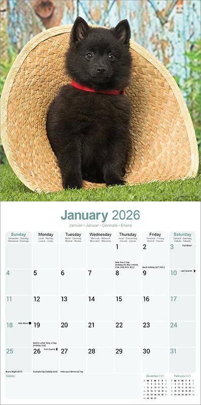 Schipperke Calendar 2026 Planner