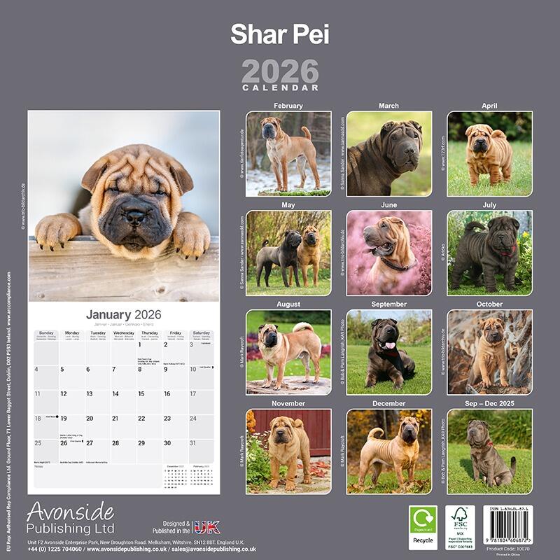 Shar Pei Wall Calendar 2026