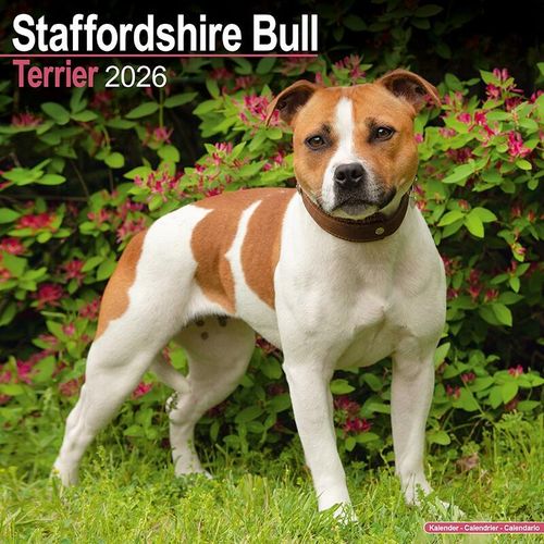 Staffordshire Bull Terrier Calendar 2026