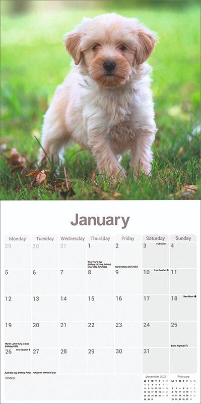 Tibetan Terrier Calendar 2026 Planner
