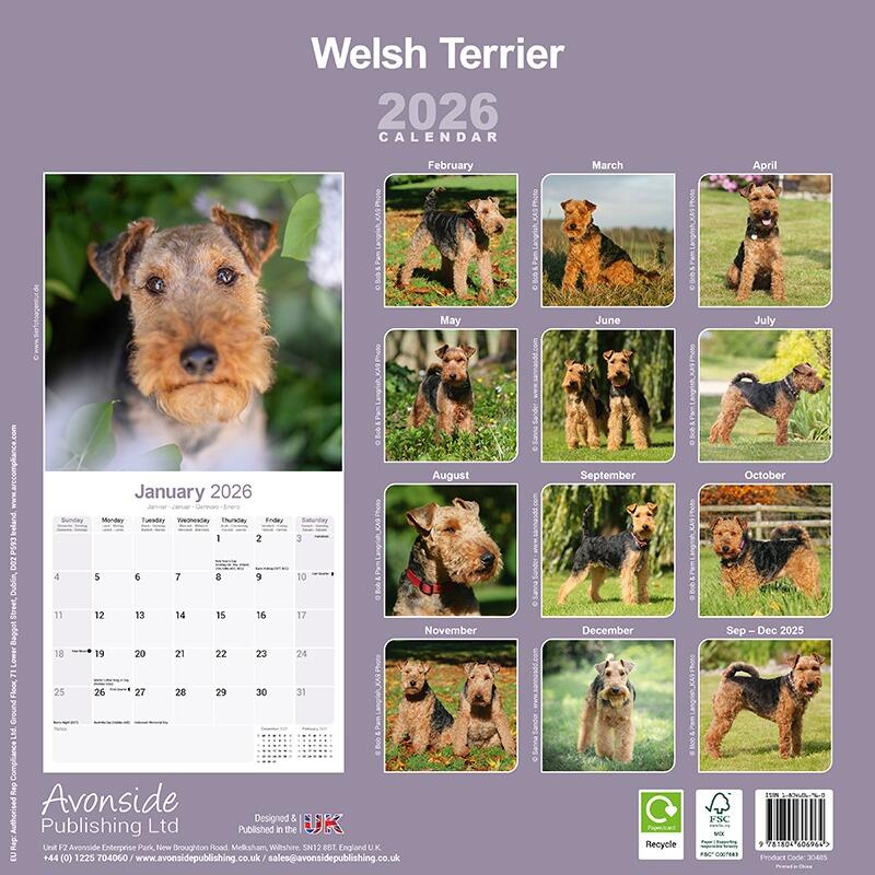 Welsh Terrier Wall Calendar 2026