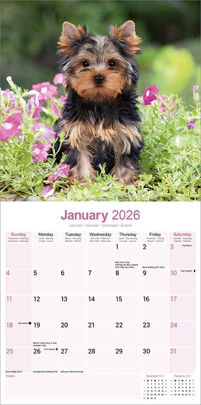 Yorkshire Terrier Calendar 2026 Planner