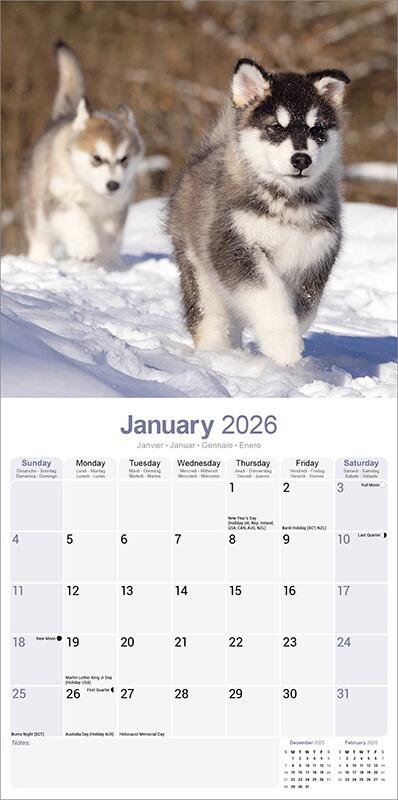 Alaskan Malamute 2025 Calendar Inside