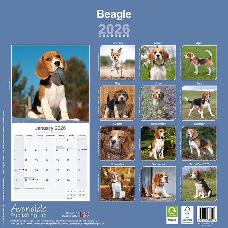 Gorgeous Beagle Dog Wall Calendar