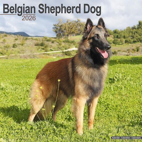 Belgian Shepherd Calendar 2026