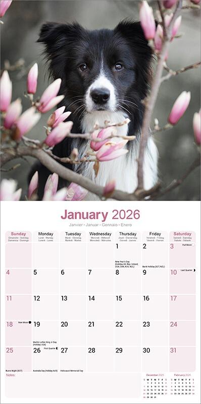 Border Collie Calendar Planner