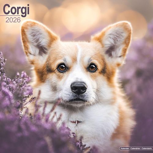 Corgi Calendar 2026