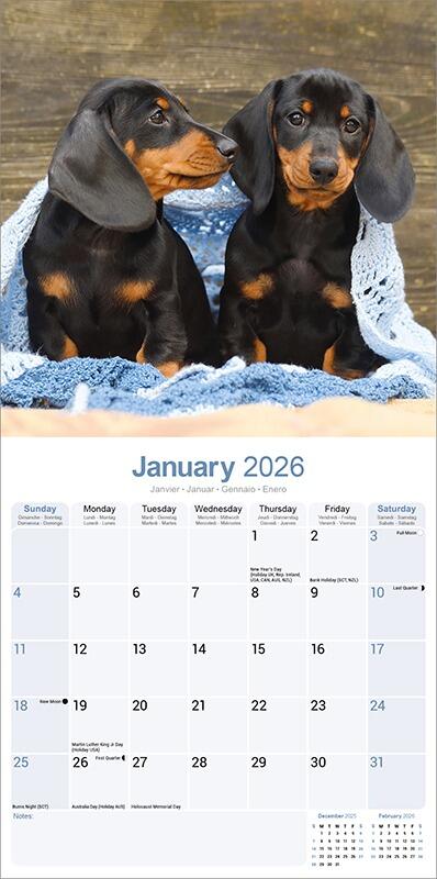 Dachshund Calendar 2026 Planner