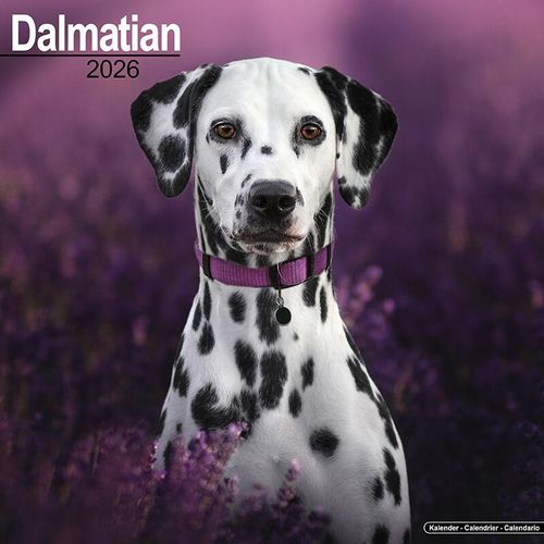 Dalmatian Calendar 2026