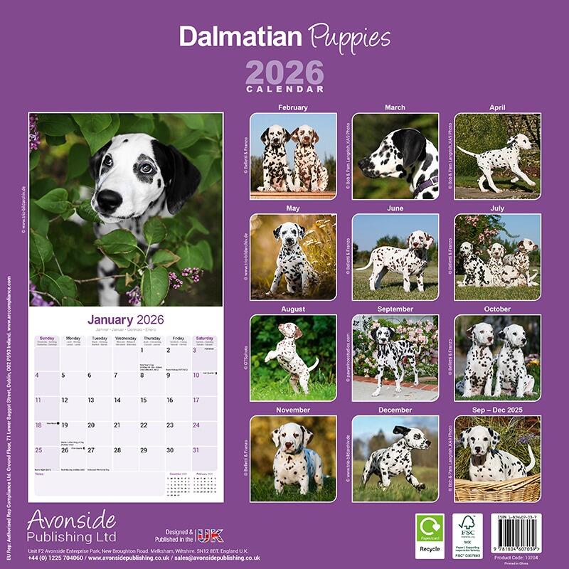 Dalmatian Wall Calendar Puppy 2026