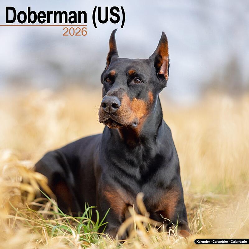Dobermann (US) Calendar 2026