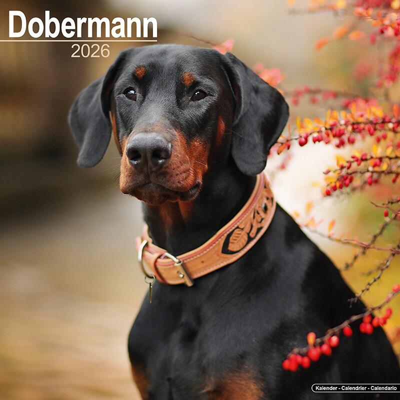 Dobermann Calendar 2026