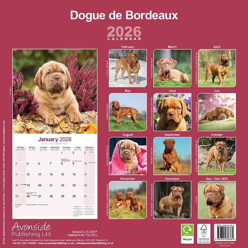 Dogue de Bordeaux Wall Calendar 2026
