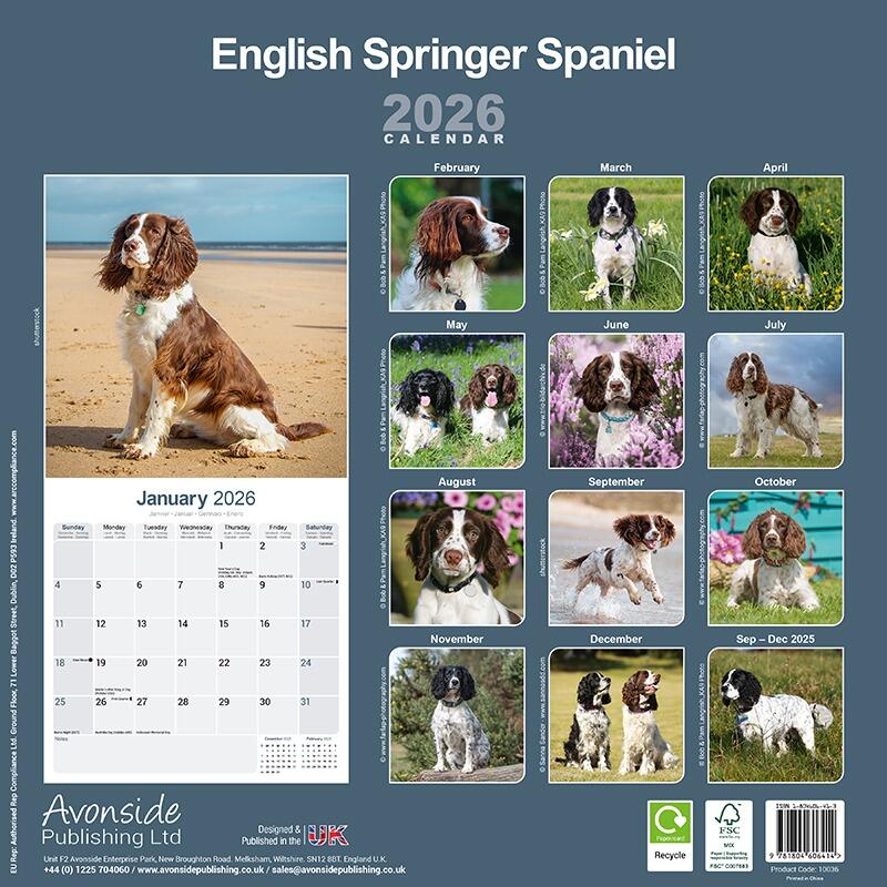 English Springer Spaniel Wall Calendar 2026