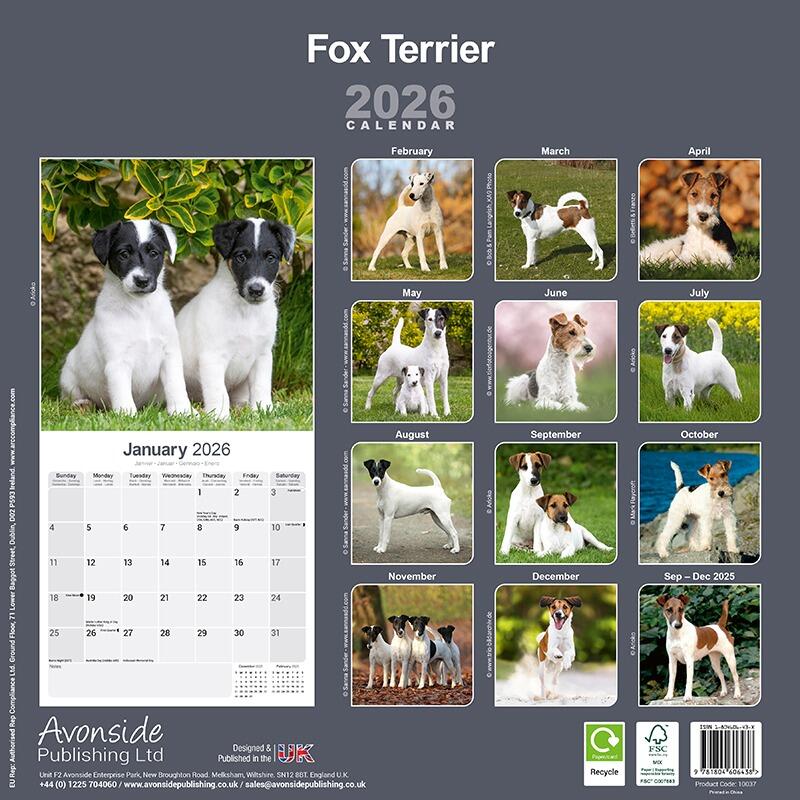 Fox Terrier Wall Calendar 2026