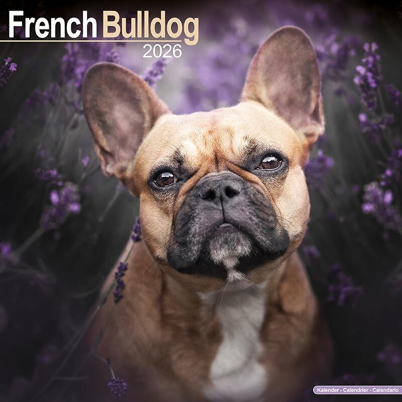 French Bulldog Calendar 2026