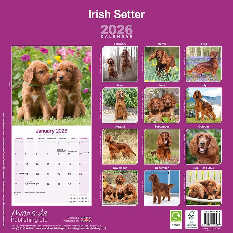Irish Setter Wall Calendar 2026