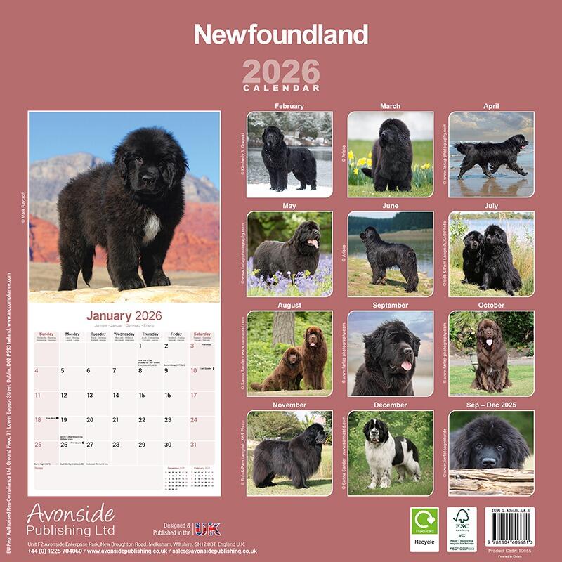 Newfoundland Dog Lover 2026 Calendar
