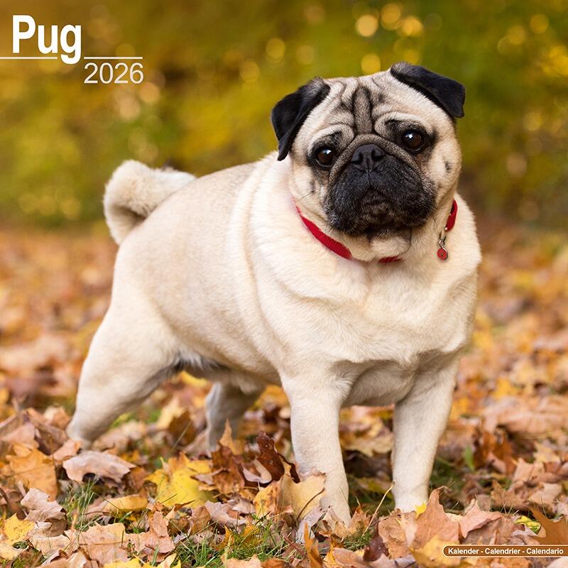 Pug Calendar 2026