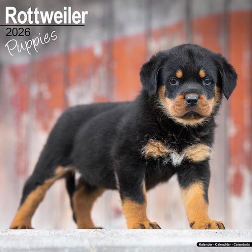Rottweiler Puppies Calendar 2026