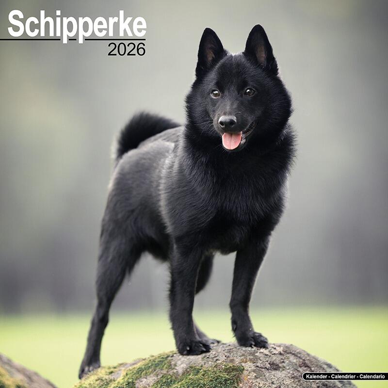 Schipperke Calendar 2026