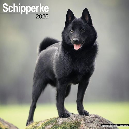 Schipperke Calendar 2026