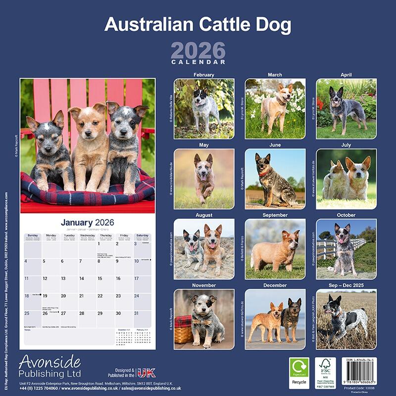 Australian Cattle Dog Calendar
