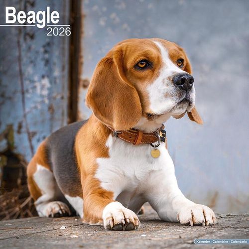 Beagle 2026 Calendar