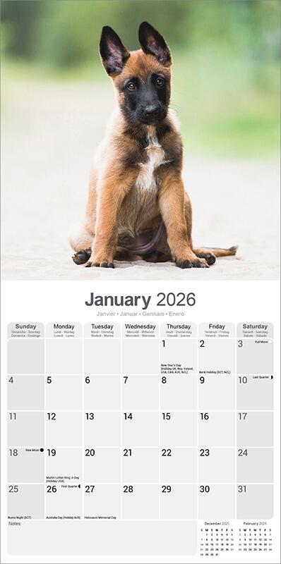 Belgian Shepherd Calendar inside