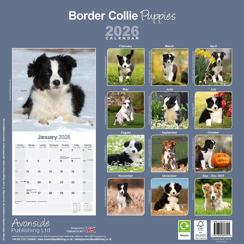 Border Collie Puppy Wall Calendar
