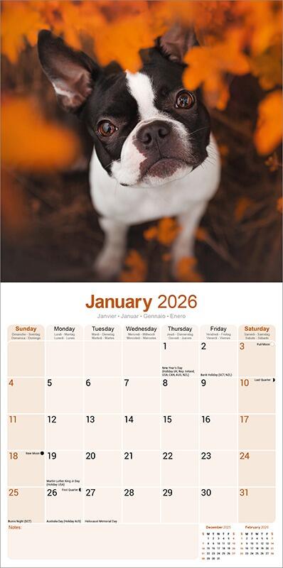Boston Terrier Calendar inside