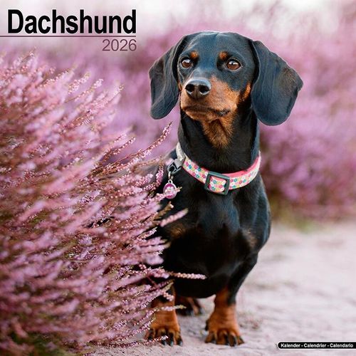 Dachshund Calendar 2026
