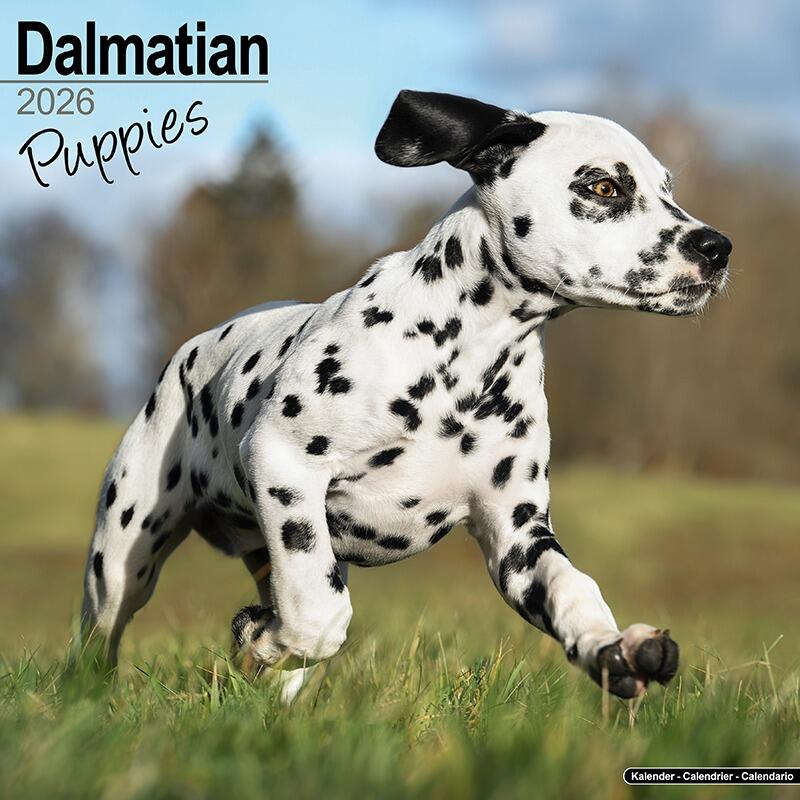 Dalmatian Calendar Puppies 2026