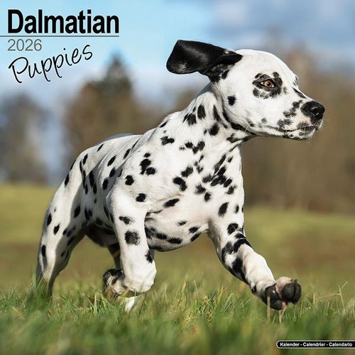 Dalmatian Calendar Puppies 2026