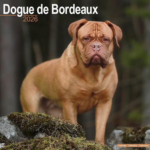 Dogue de Bordeaux Calendar 2026
