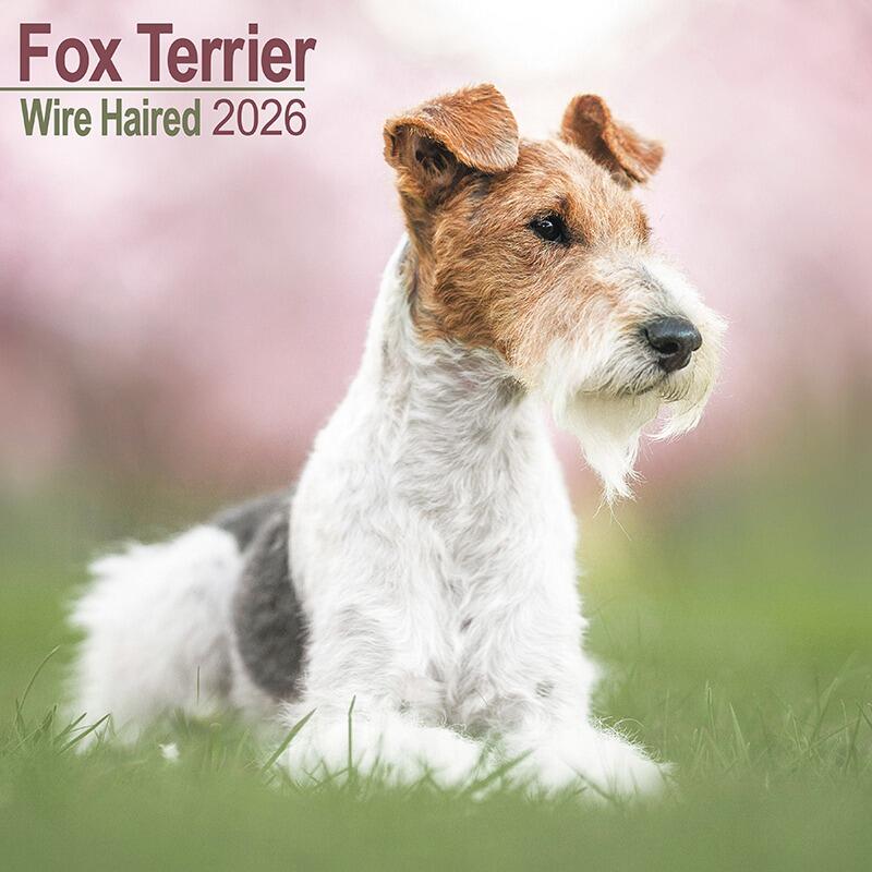 Wire Fox Terrier Calendar 2026