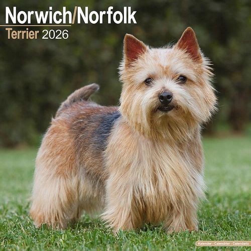 Norwich/Norfolk Terrier Calendar 2026