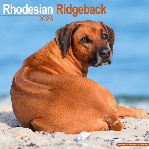 Rhodesian Ridgeback Wall Calendar 2026