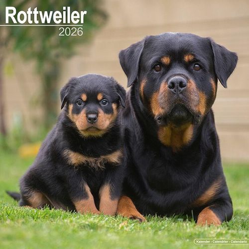 Rottweiler Calendar 2026