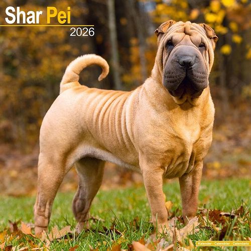 Shar Pei Calendar 2026