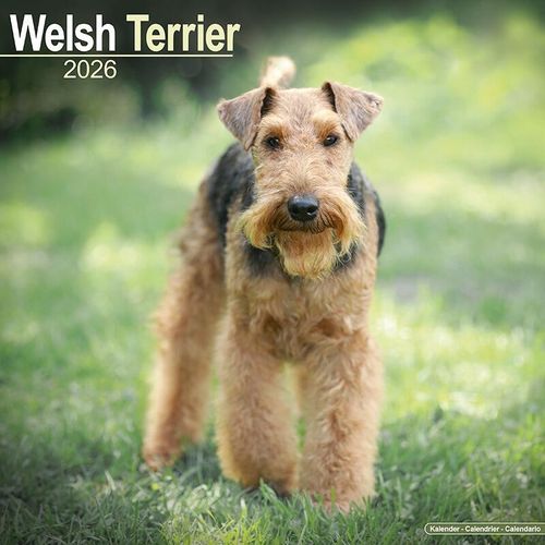 Welsh Terrier Calendar 2026