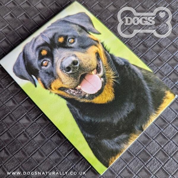 Rottweiler Standard Magnetic Note Pad.
