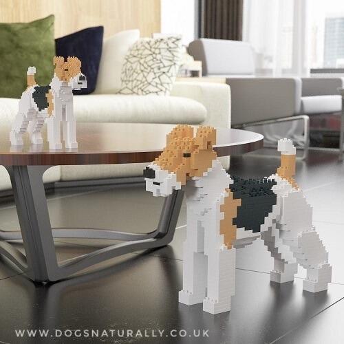 Wirehaired Fox Terrier Small and Medium
