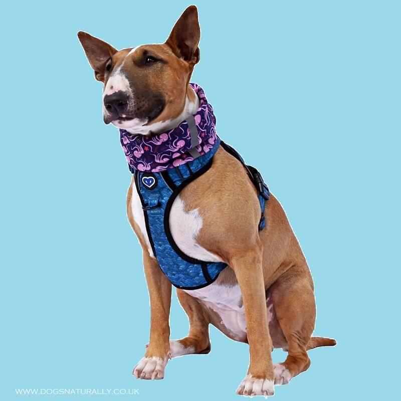 OCEAN - INSECT REPELLING DOG HARNESS FROM WHIPPA SNAPPA