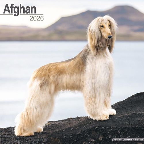 Afghan Hound Dog Calendar