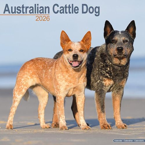 Australian Cattle Dog 2026 Calendar