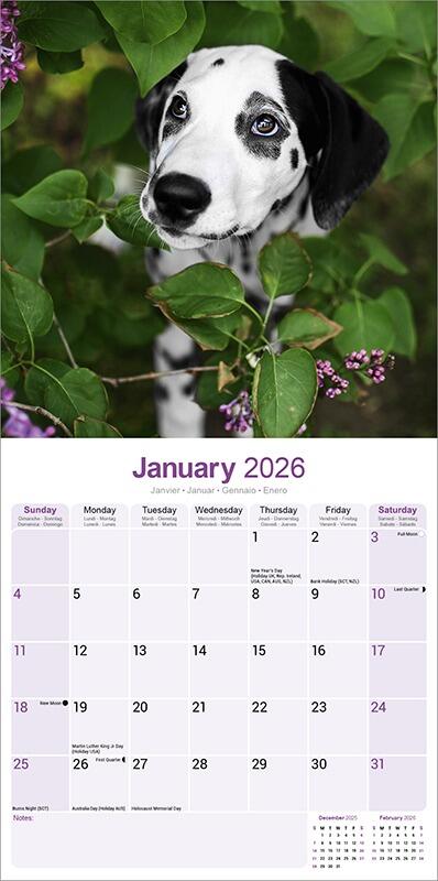 Dalmatian Calendar Puppy 2026 Planner