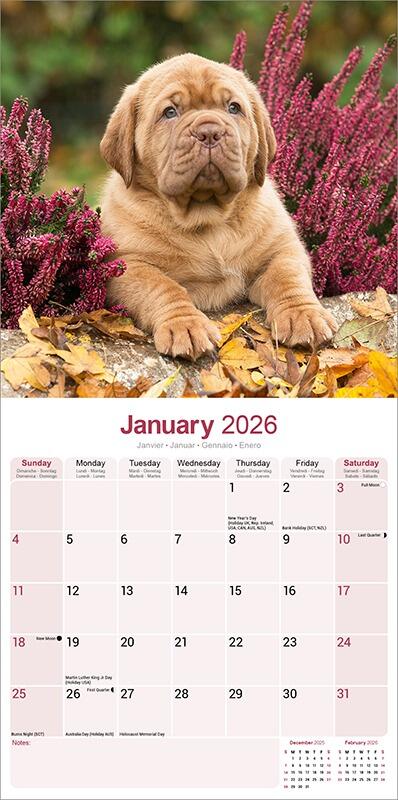 Dogue de Bordeaux Calendar 2026 Planner