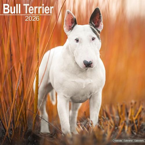 English Bull Terrier Calendar 2026