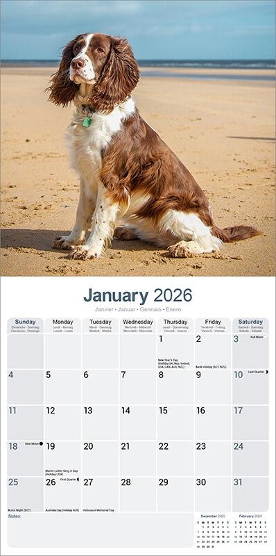 English Springer Spaniel Calendar 2026 Planner